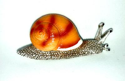 Magnet Escargot